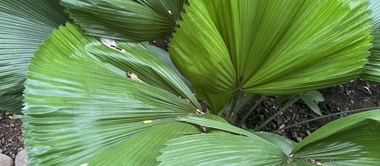 Licuala grandis