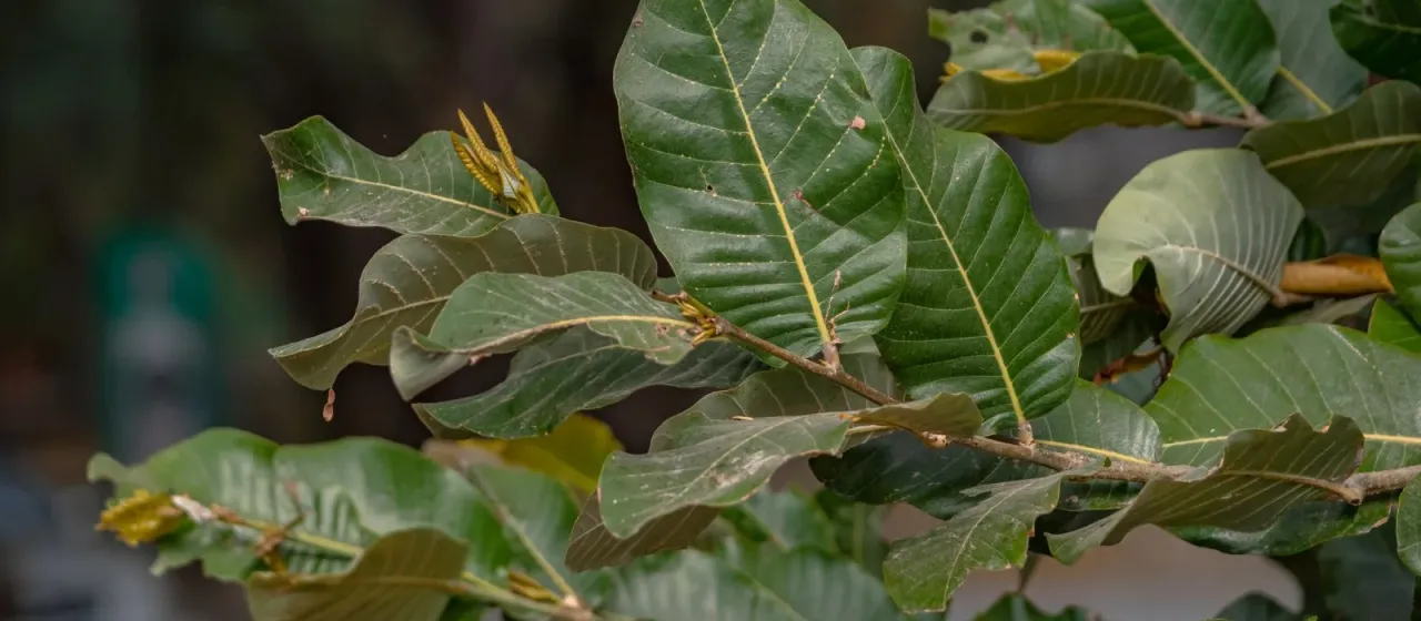 Microdesmia arborea