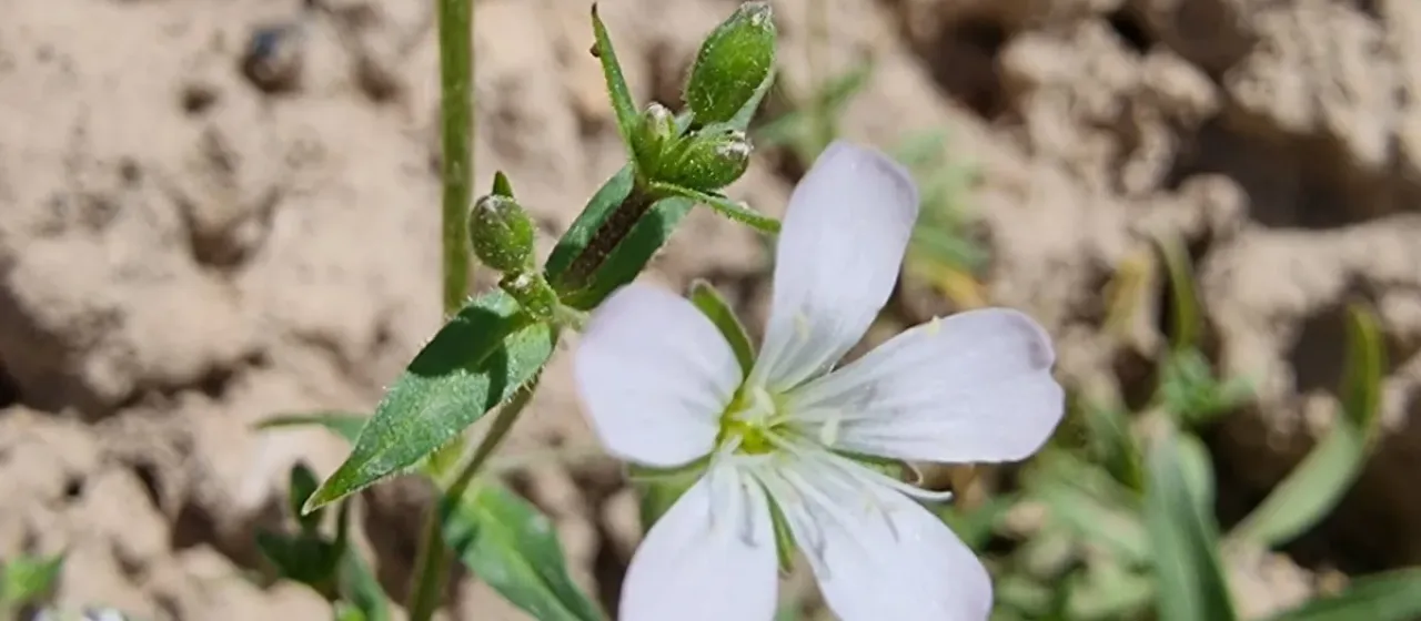 Lepyrodiclis holosteoides