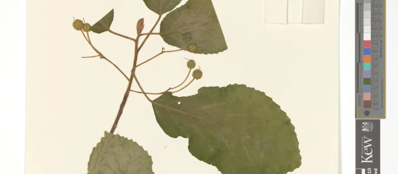 Lindackeria bukobensis
