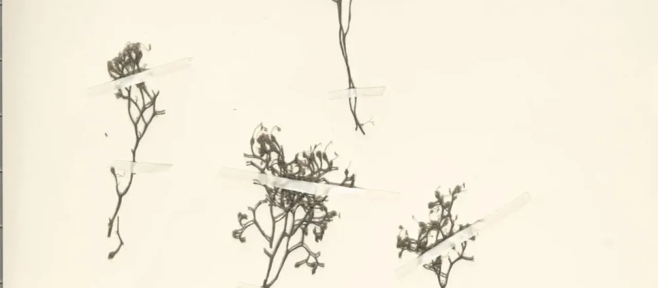 Ledermanniella abbayesii
