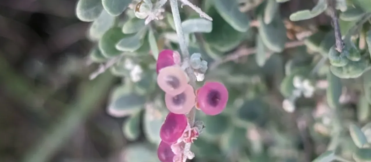Berry saltbush