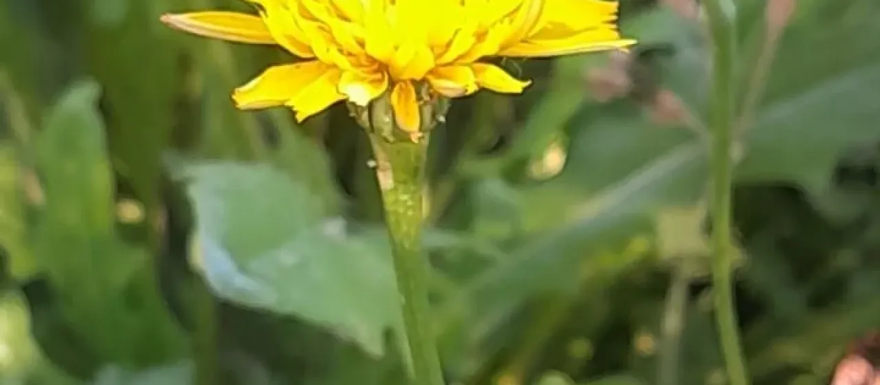 Autumn hawkbit
