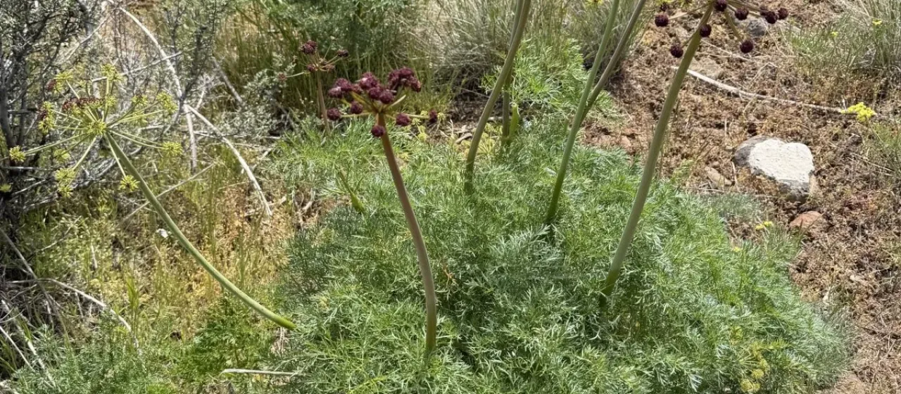 Lomatium multifidum