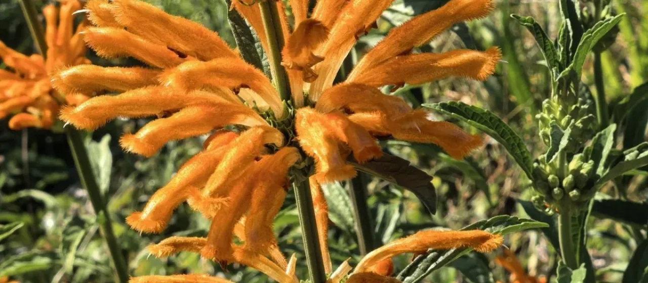 Lion's ear