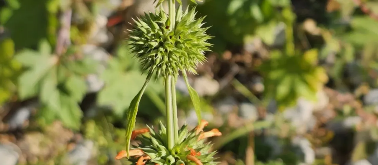 Lion's ear