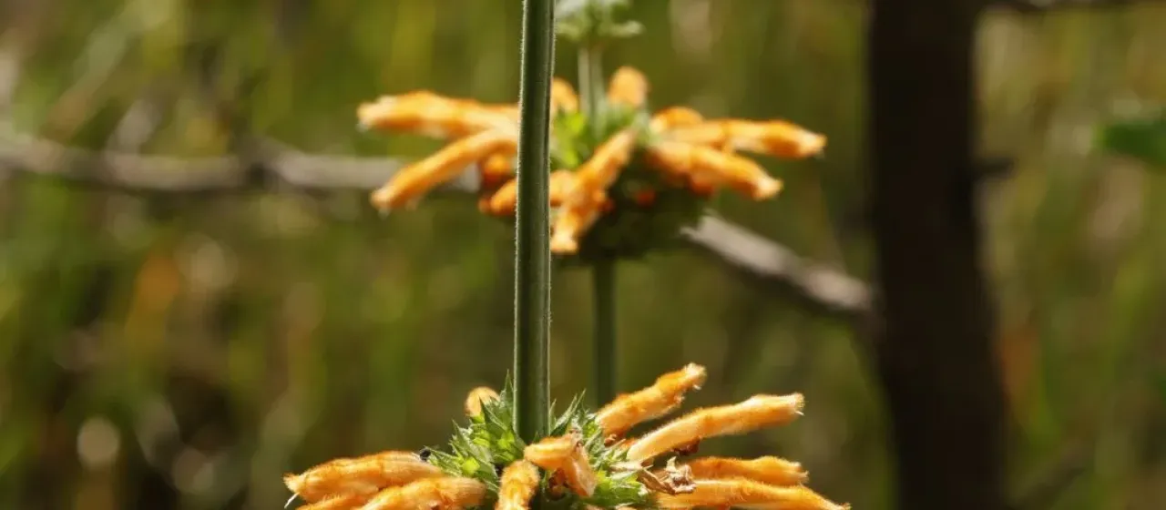 Lion's Ear