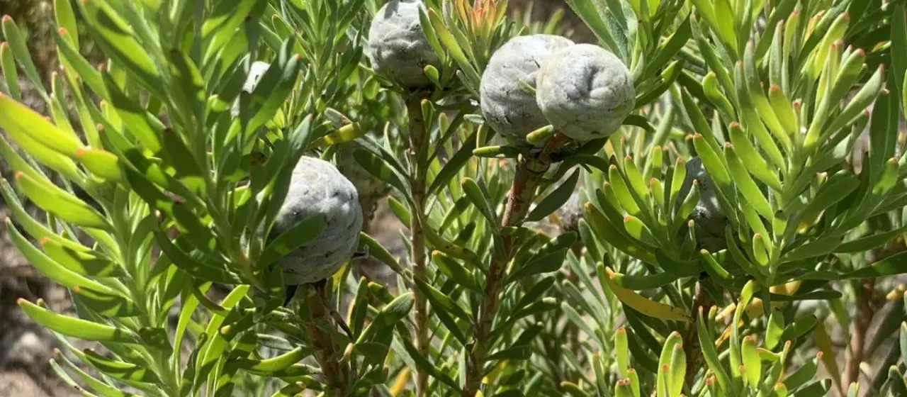 Leucadendron linifolium