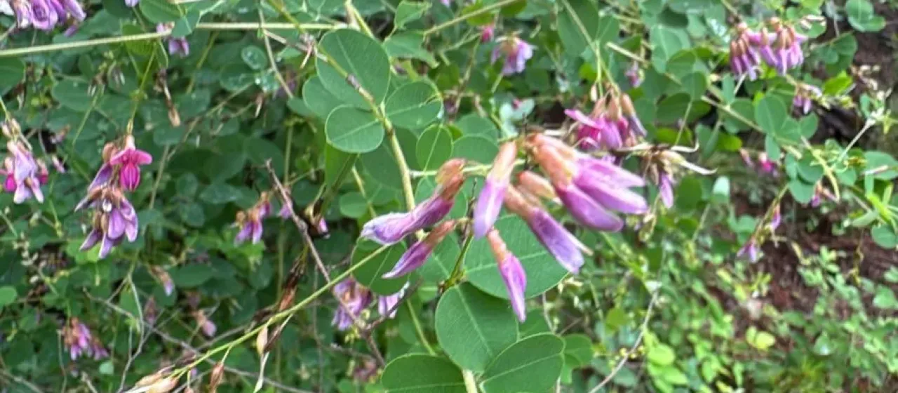 Shrub lespedeza