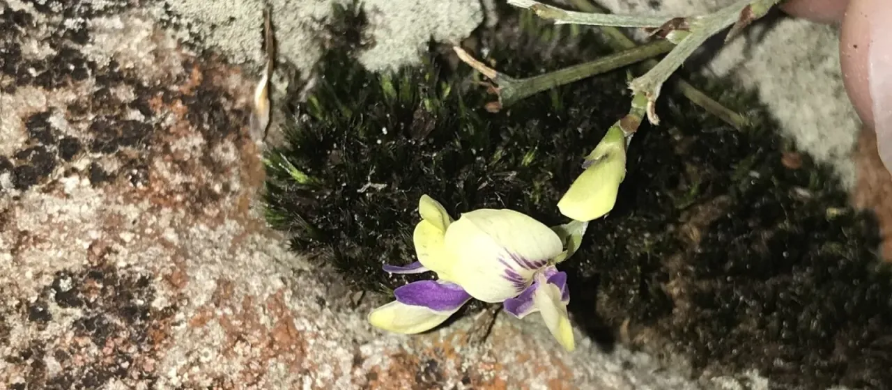 Lespedeza buergeri