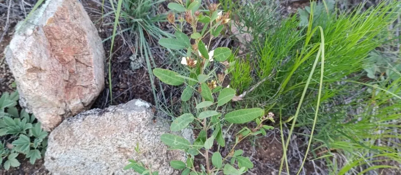 Lespedeza daurica