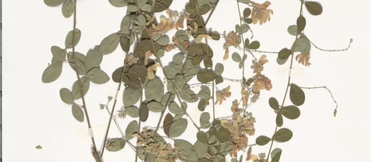 Japanese lespedeza