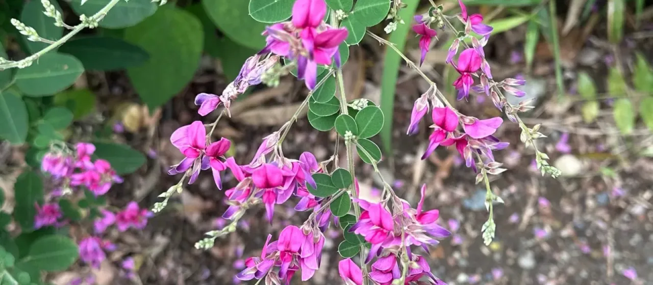 Thunberg's lespedeza