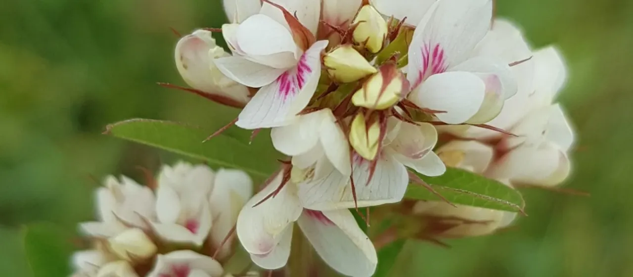 Hairy lespedeza