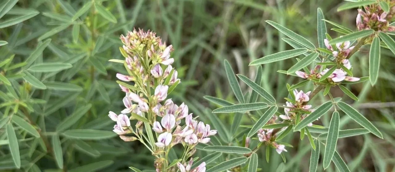 Slender lespedeza
