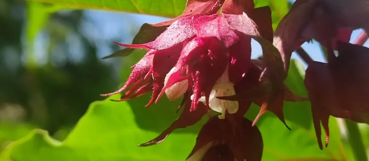 Himalayan honeysuckle