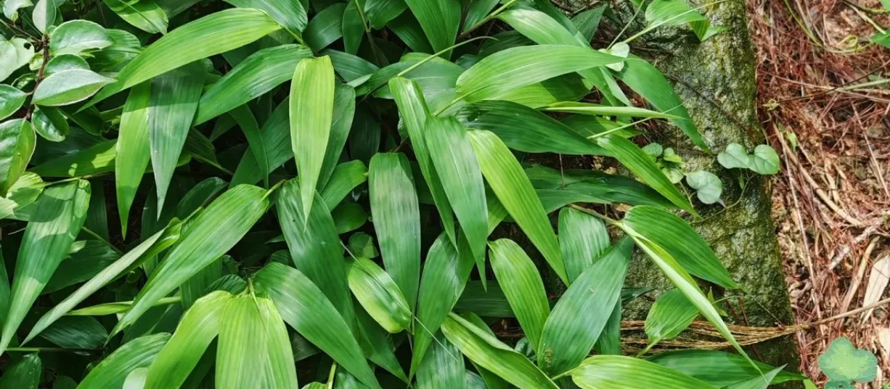 Bamboo-leaf grass