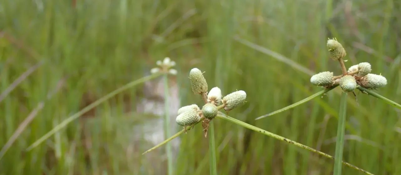 Lipocarpha chinensis