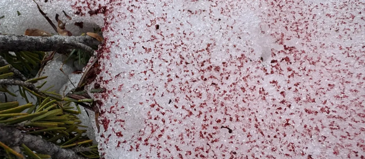 Chlamydomonas