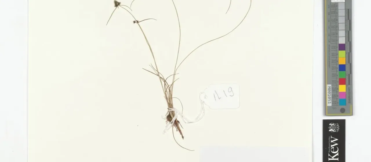 Lipocarpha nana