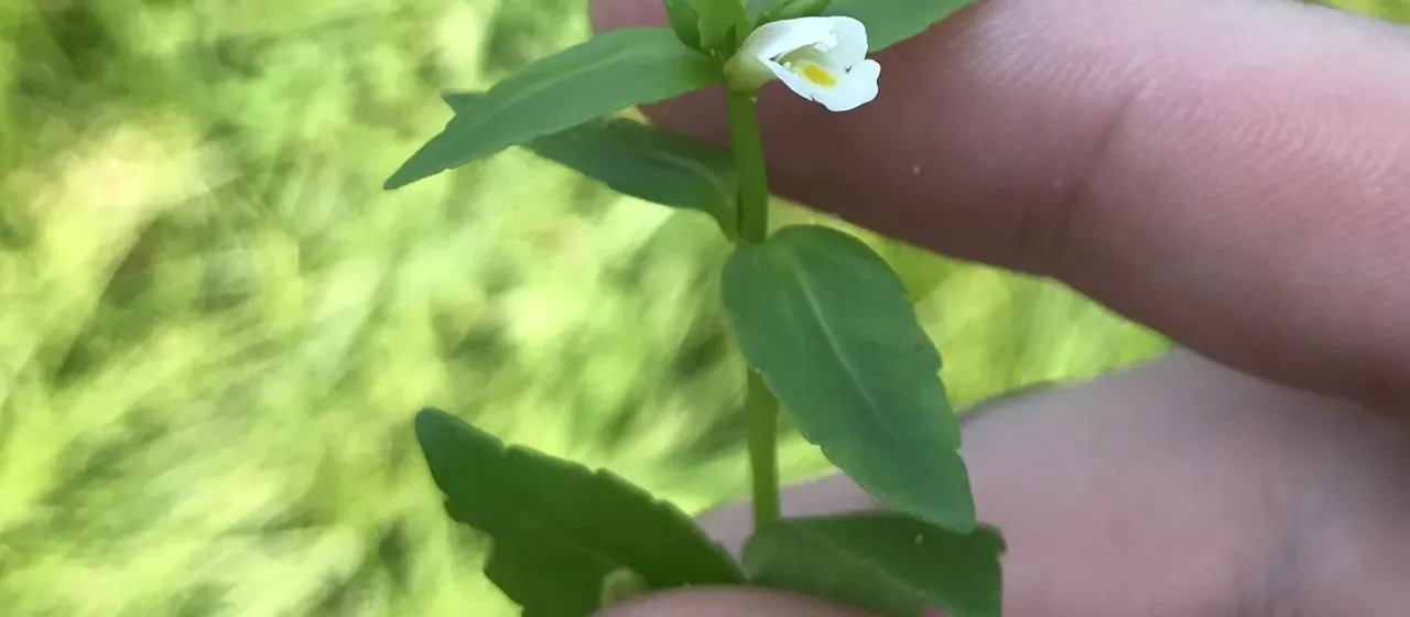 Vandellia micrantha