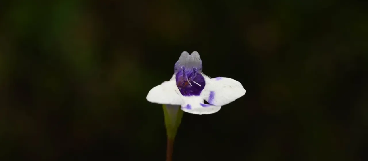 Largeflower false pimpernel