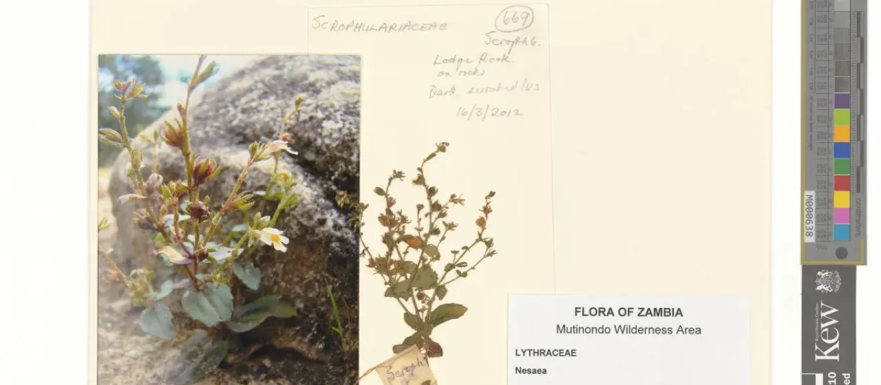 Crepidorhopalon rupestris