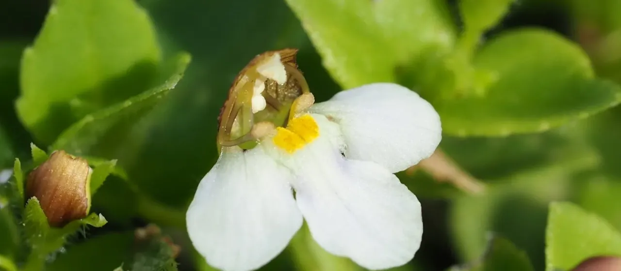 Vandellia pusilla