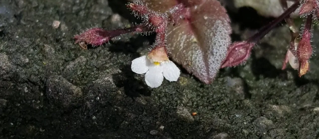 Vandellia viscosa