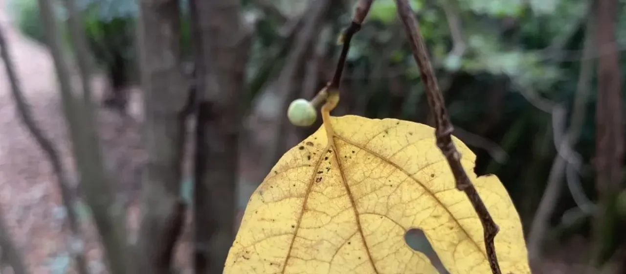 Lindera triloba