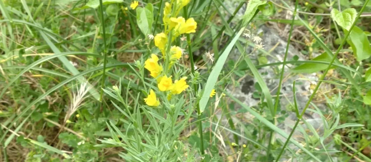 Narrow-leaved toadflax