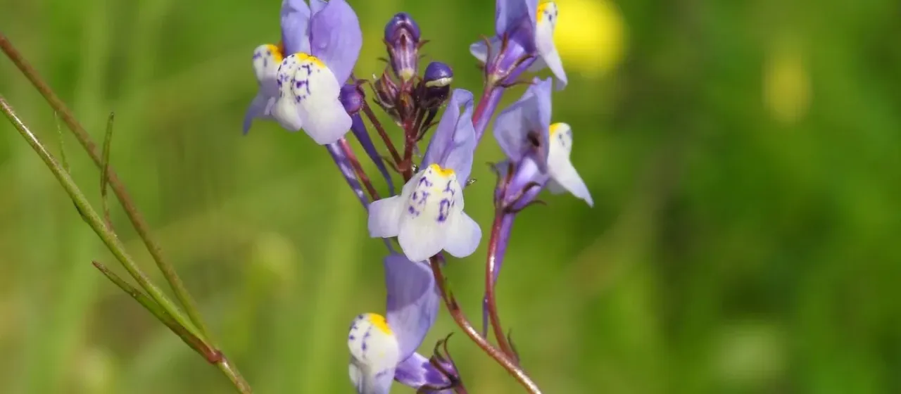 Linaria algarviana