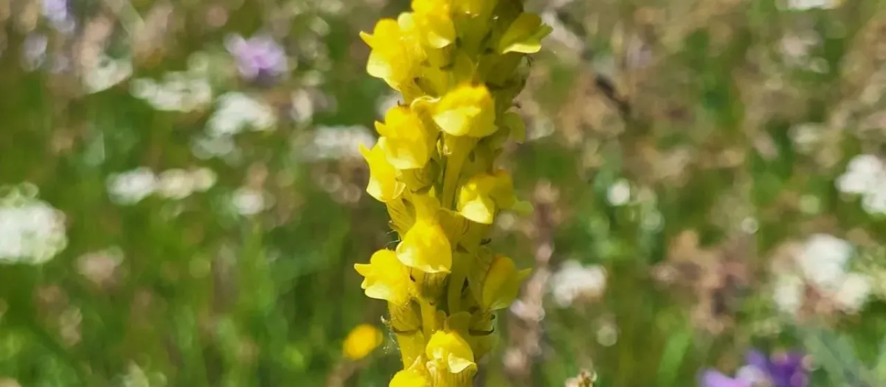 Linaria kurdica