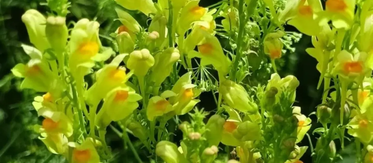 Bieberstein's toadflax