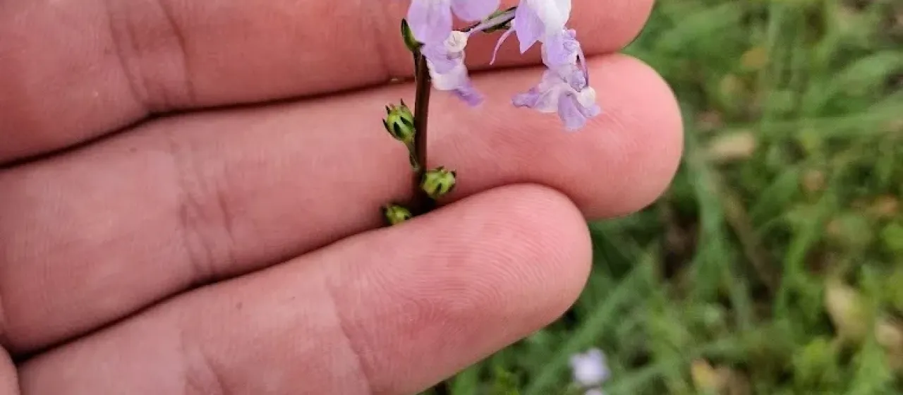 Blue toadflax