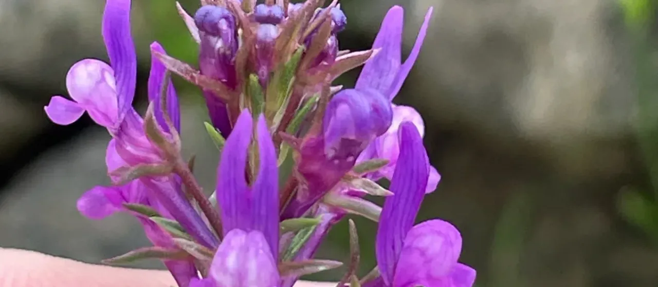 Linaria pelisseriana