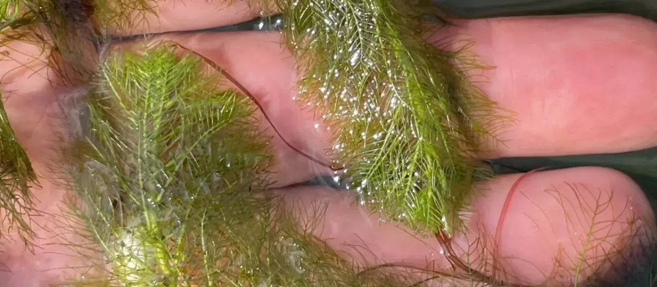Limnophila ceratophylloides