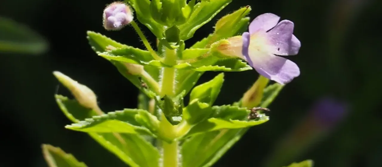 Chinese marshweed