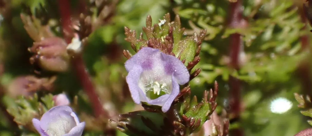 Limnophila indica