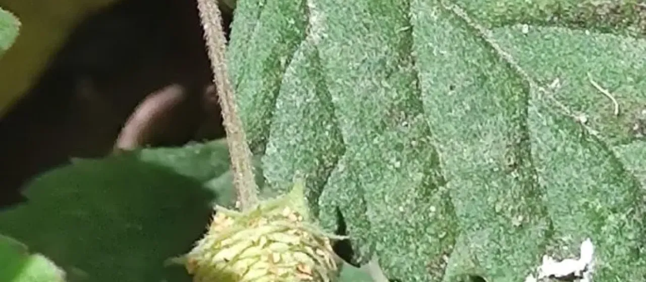 Phyla scaberrima