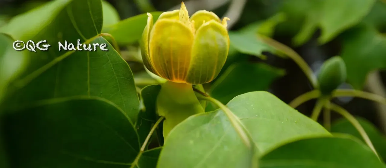 Chinese tulip tree
