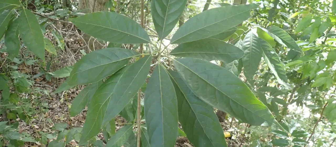 Litsea glutinosa