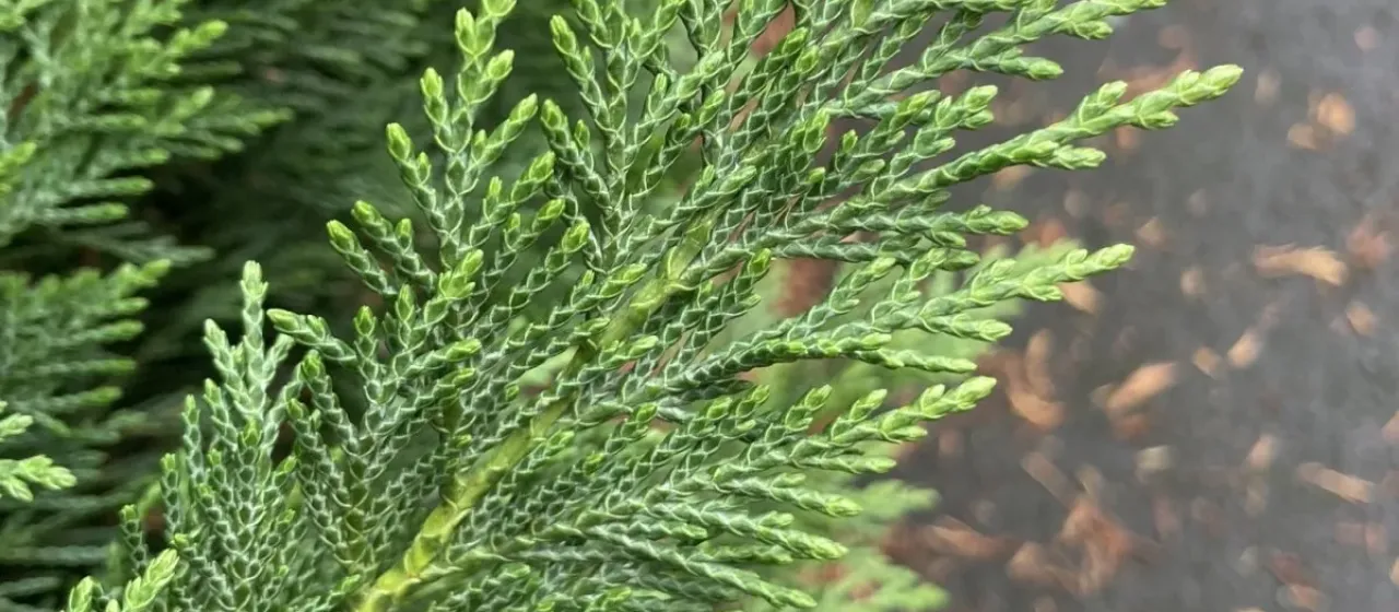 Lawson cypress