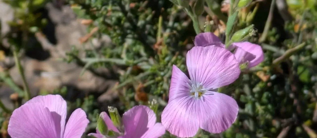 Лён клейкий