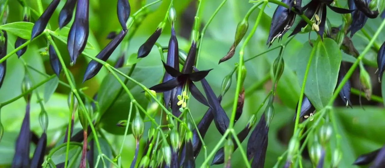 Lisianthius nigrescens
