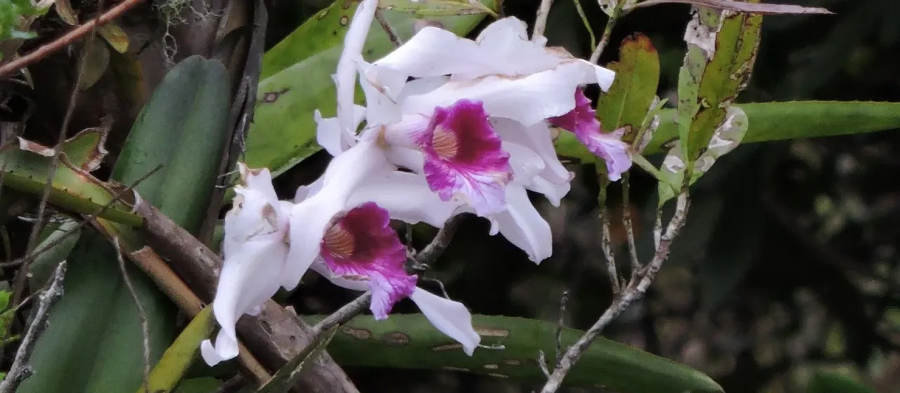 Laelia purpurata