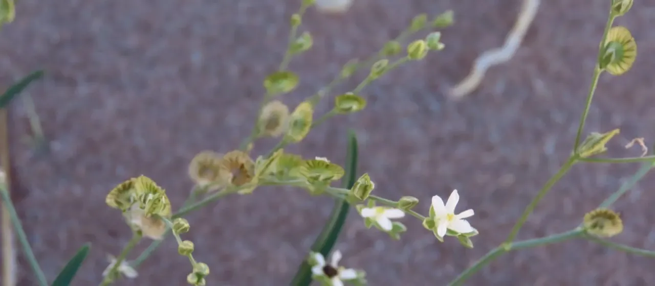 Limeum fenestratum