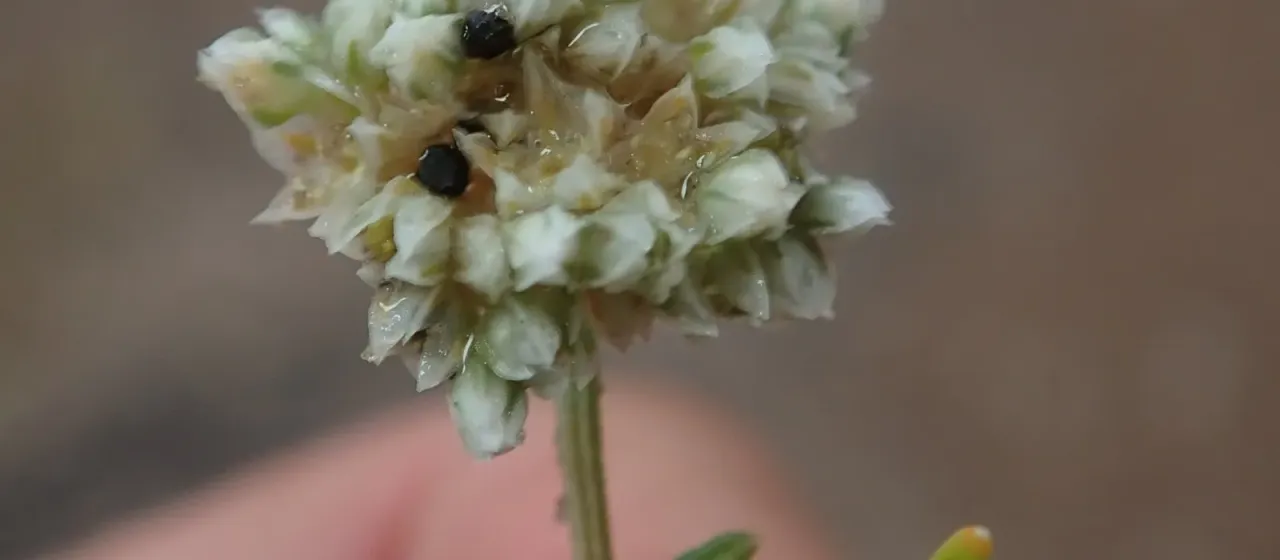 Limeum sulcatum