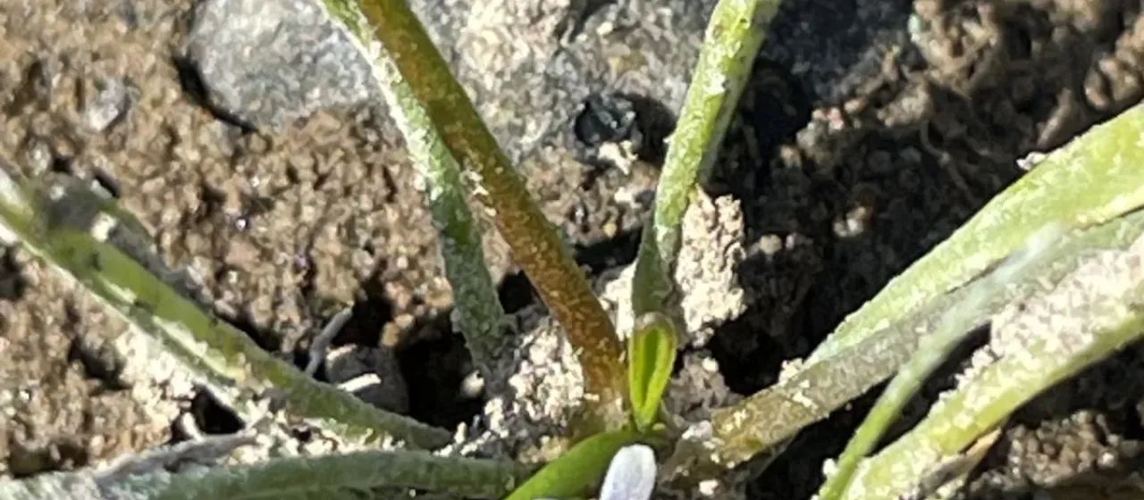 Limosella acaulis