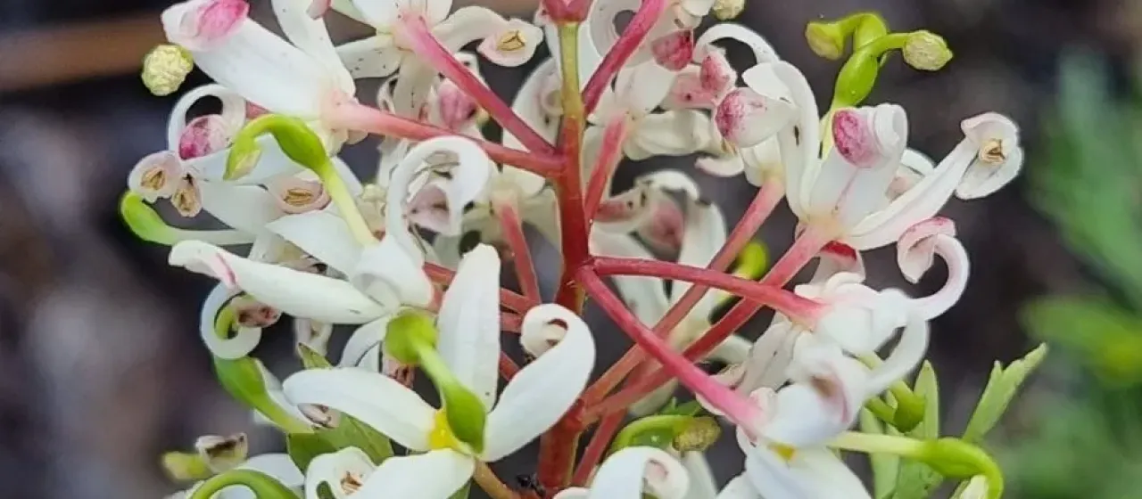 Ломатия красильная